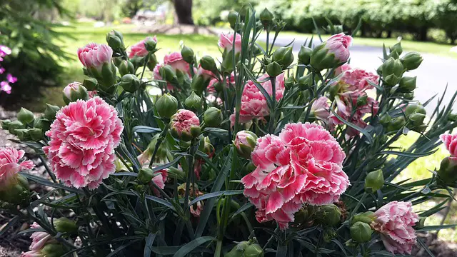 Type of Carnations: Know The Three Main Types Of Carnations
