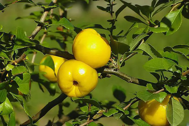 When To Prune Quince? Learn Why It’s Important to Know the Best Time to Prune