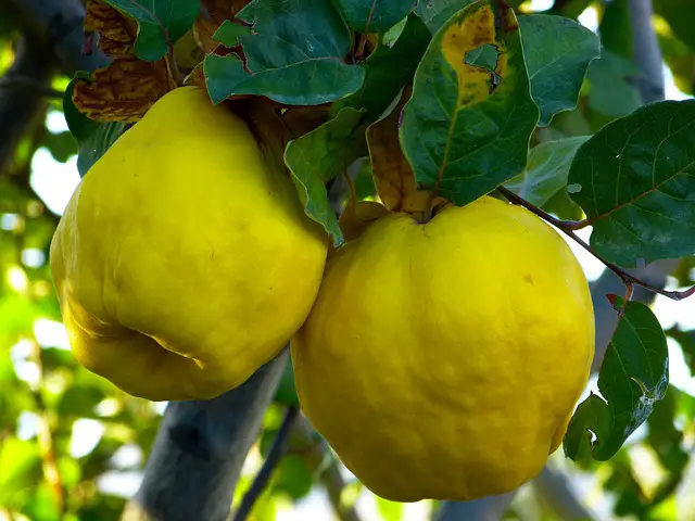When Is Quince Ripe? Identifying a Quince That Has Reached Maturity and Is Ready for Harvest