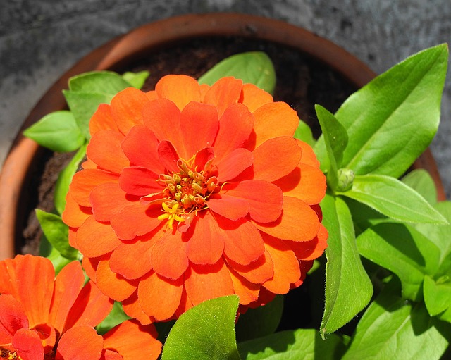 Can Zinnia Grow in Pots?