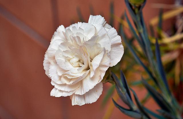 Flowers That Look Like Carnations