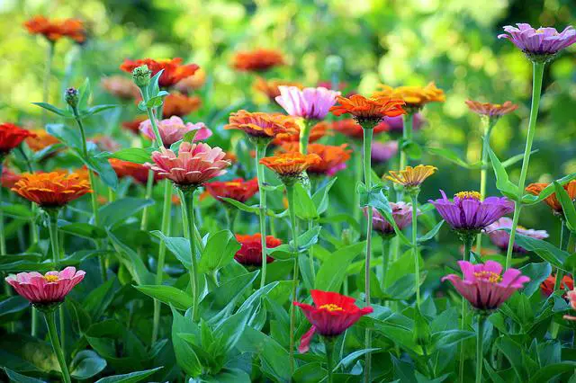 What Eats Zinnias? Know the 10 Causes