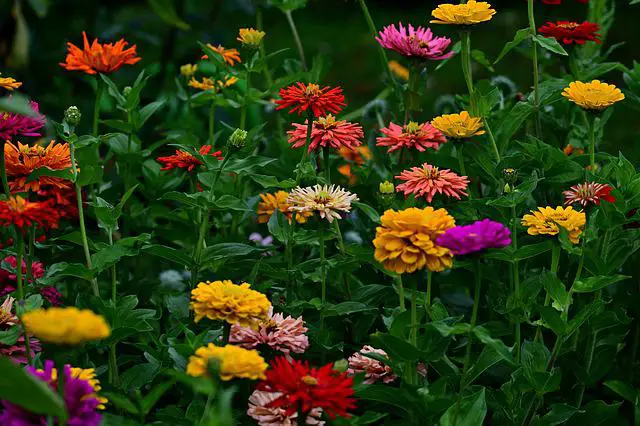 Zinnia Growth Stages: Understanding Zinnia Life Cycle