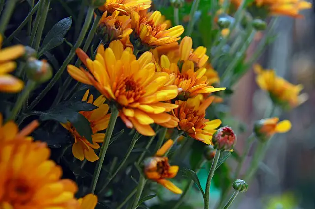 How Often To Water Chrysanthemums? Know When to Water Your Flowers For Maximum Bloom, Buds, and Vibrance