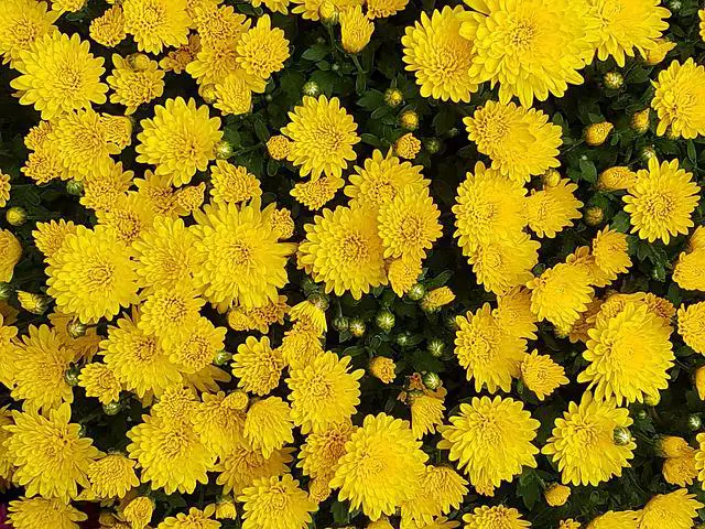 Where to Plant Chrysanthemums? What You Need To Know Before You Start Growing Chrysanthemums