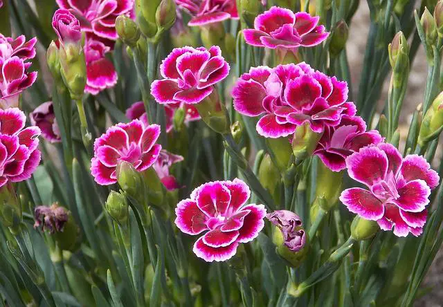 Are Carnations Toxic to Cats? —Level of Toxicity