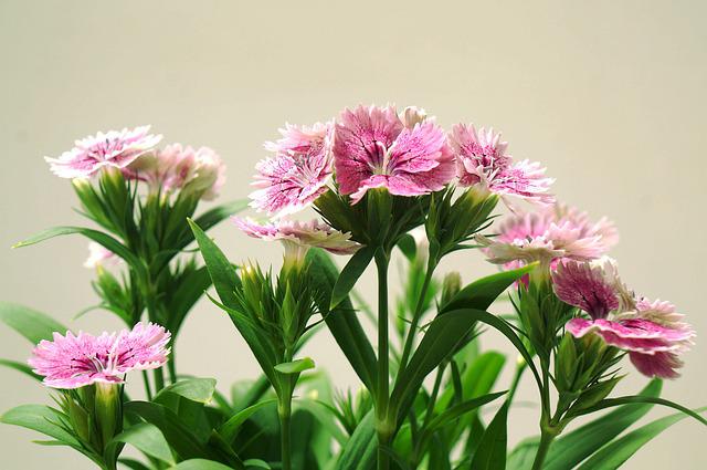 Pink Carnations – The Meaning Behind the Flower