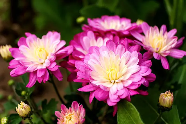 Growing Chrysanthemums From Seed  – What You Need To Know!