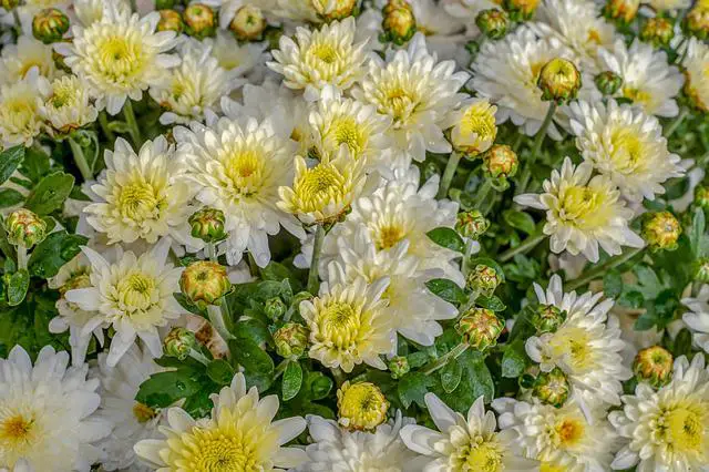 When Do Chrysanthemums Bloom? Keeping Mums’ Flowers