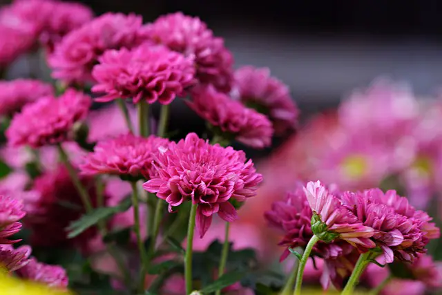 When to Prune Chrysanthemums? The Best Time to Cut Your Mums