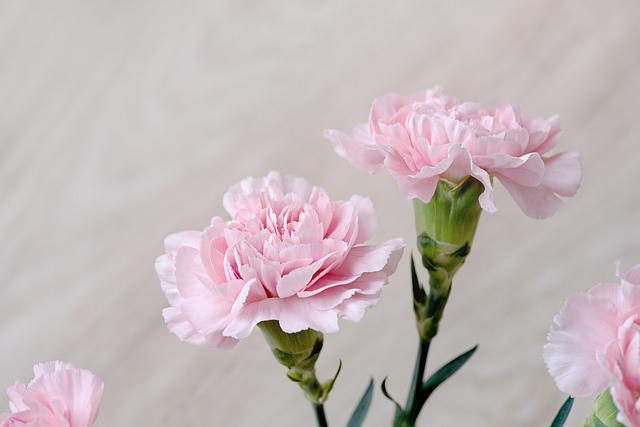 Do Carnations Spread? Understanding Growth Habit