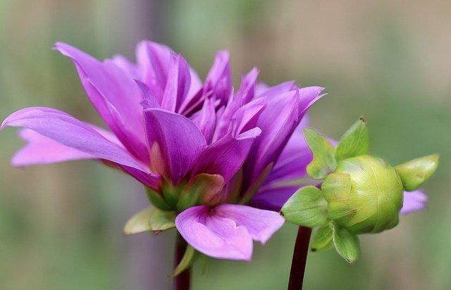 When to Divide Dahlia Tubers? Increase Your Dahlia Tuber Supply By Dividing Dahlias