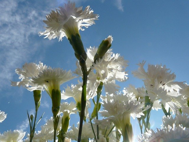 Carnations Growing Zones