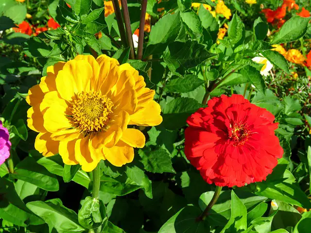 When to Harvest Zinnia Seeds? Know What Zinnia Seeds Looks Like When Harvesting