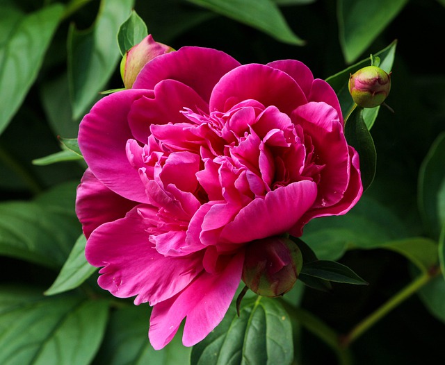 Peony Growth Stages