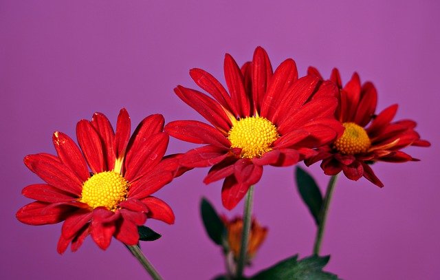 Can Chrysanthemums Grow in Shade? Ideal Light Conditions for Mums