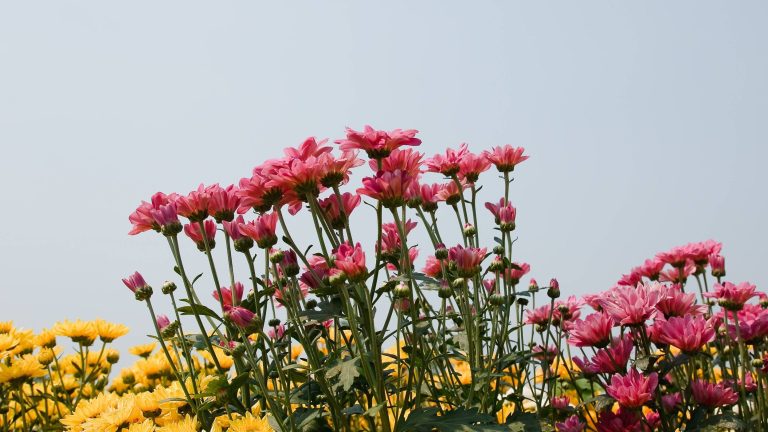 How Long Do Chrysanthemums Bloom? Keeping Your Bloom Last Longer