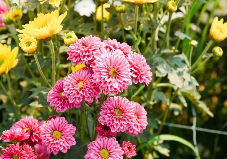 How to Deadhead Chrysanthemums? A Help to Get More Blooms!