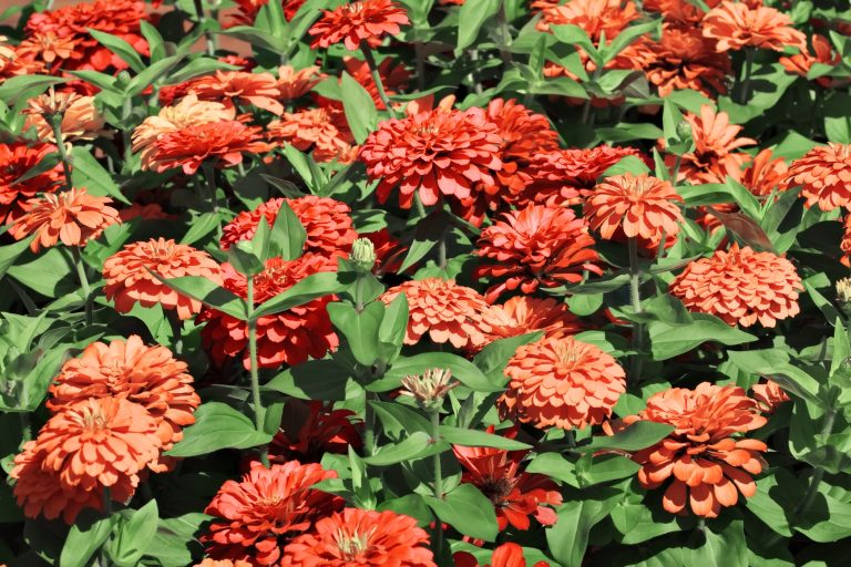 Are Zinnias Poisonous? | What You Need to Know