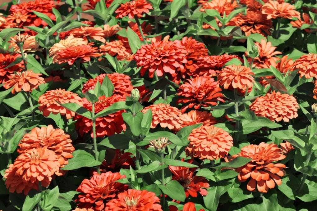 Are Zinnia Plants Poisonous To Dogs And Cats