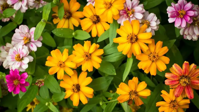 Are Zinnias Poisonous to Dogs? Find Out the Top 5 Reasons Why Dogs Eat Zinnia Leaves