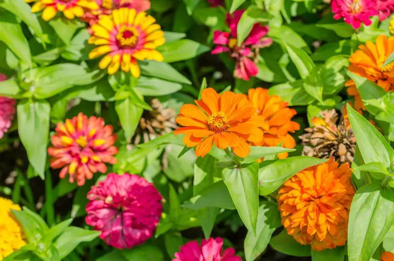 Zinnia Plant Spacing | How To Space Your Plants For The Best Results
