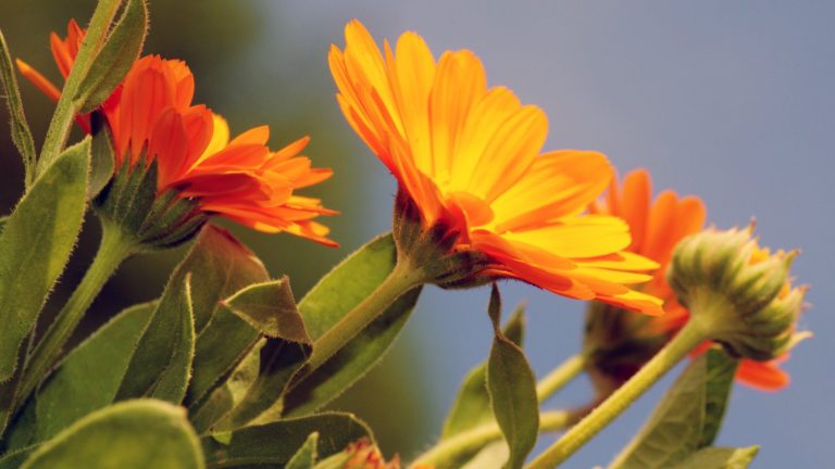 Perennials That Look Like Zinnias: 11 Flower Blooms that You Would Also ...