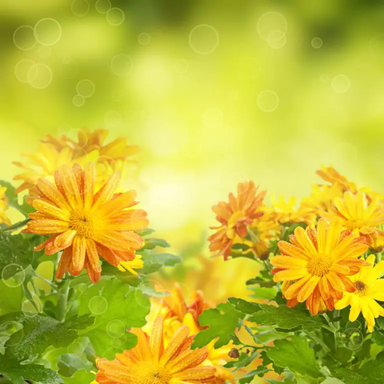 How Tall Do Chrysanthemums Grow? Classifications & Growing Tips