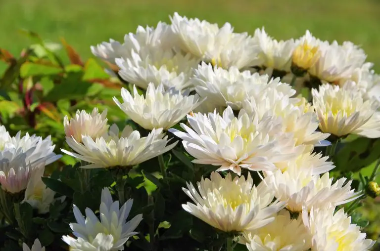 Growing Chrysanthemums Outdoors: The Basics You Need To Know