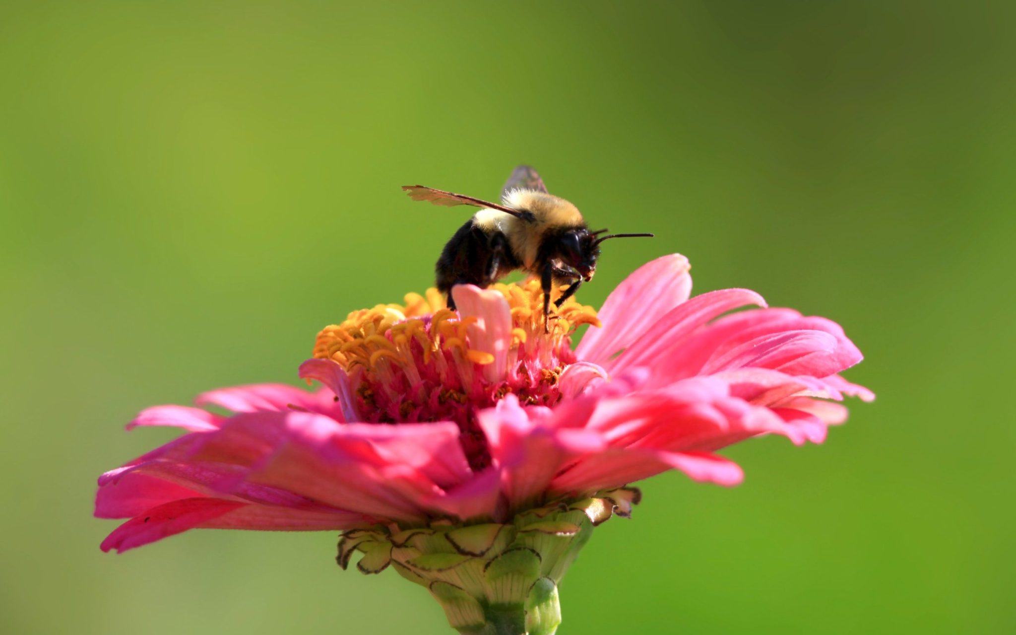 Do Zinnias Attract Bees? Definitely! Find Out Why! - GardenFine