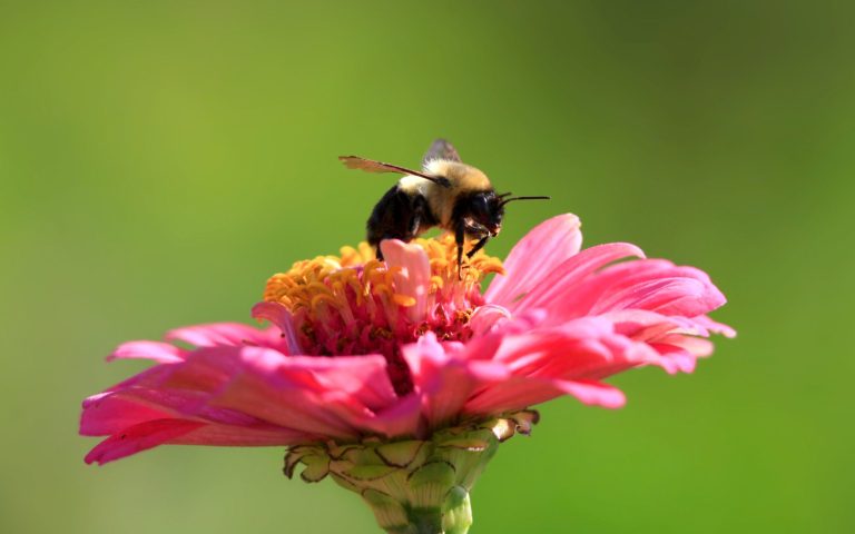 Do Zinnias Attract Bees? Definitely! Find Out Why!