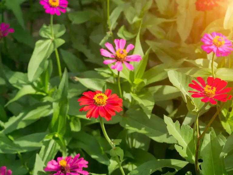 When to Plant Zinnia Seeds? The Best Time to Plant Zinnias