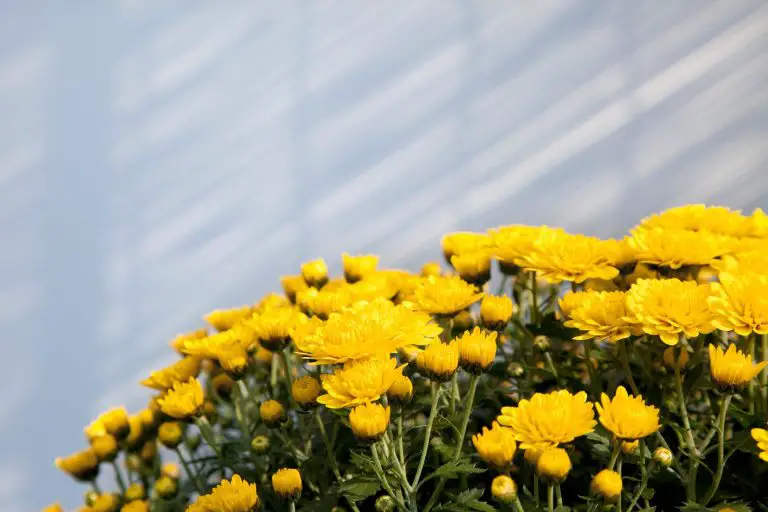 Can Chrysanthemums Grow Indoors? Basic Care Guide for Indoor Mums