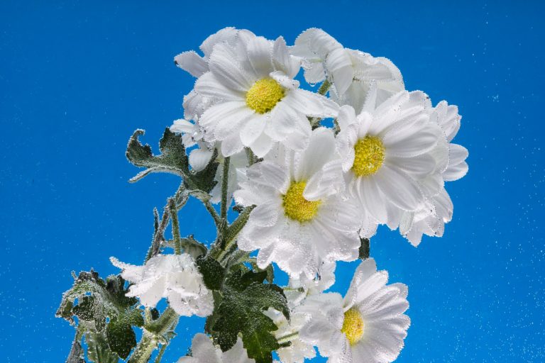 How Long Do Potted Chrysanthemums Last? Caring for Indoor Chrysanthemums