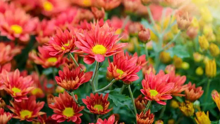 Are Zinnias Edible? Know What Part of Zinnia That You Can Eat