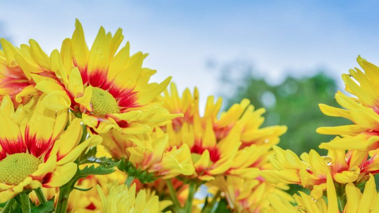 Chrysanthemum Growing Conditions | Tips to Grow Beautiful Flowering Plant