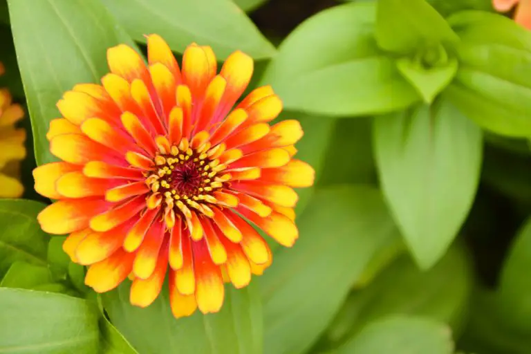 When to Collect Zinnia Seeds? Ways to Collect Tips And Ideas For Harvesting and Saving