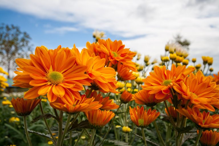 Why Are My Chrysanthemums Wilting? Know the 4 Common Causes