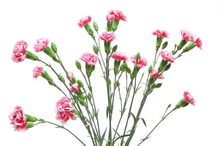 Carnation: Is It Annual or Perennial? A Guide to Growing Carnations