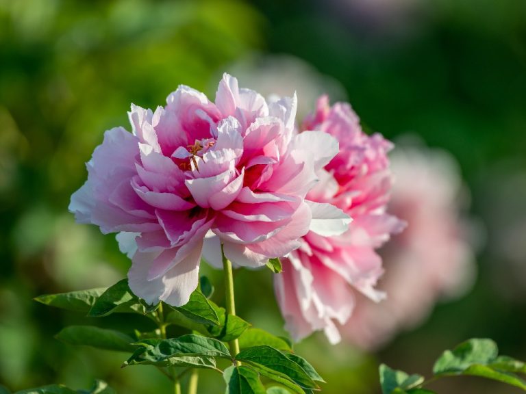 Peony Companion Plants