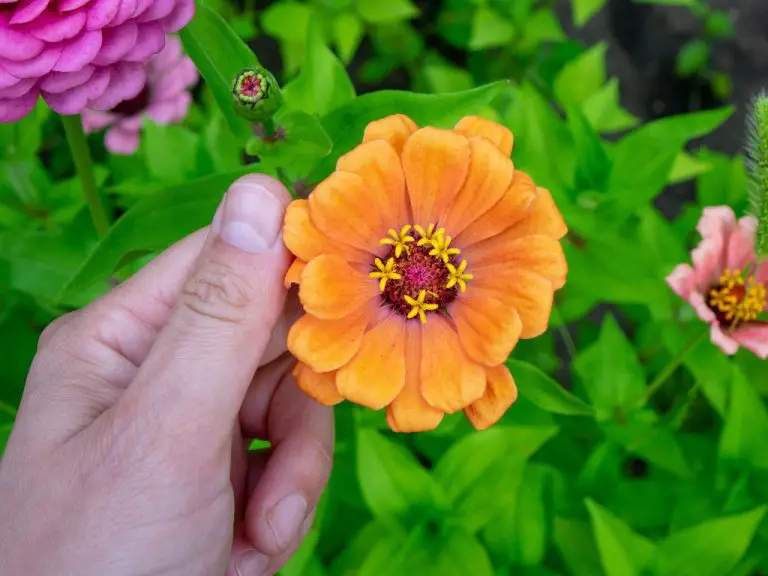 How Deep Are Zinnias Roots? 4 Environmental Factors that Affect Zinnia Root Growth