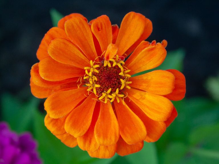 Zinnia Hardiness Zones | Zone 2-11