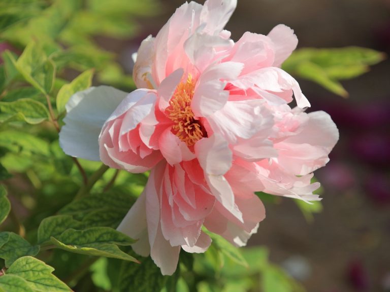 Flower Similar to Peonies