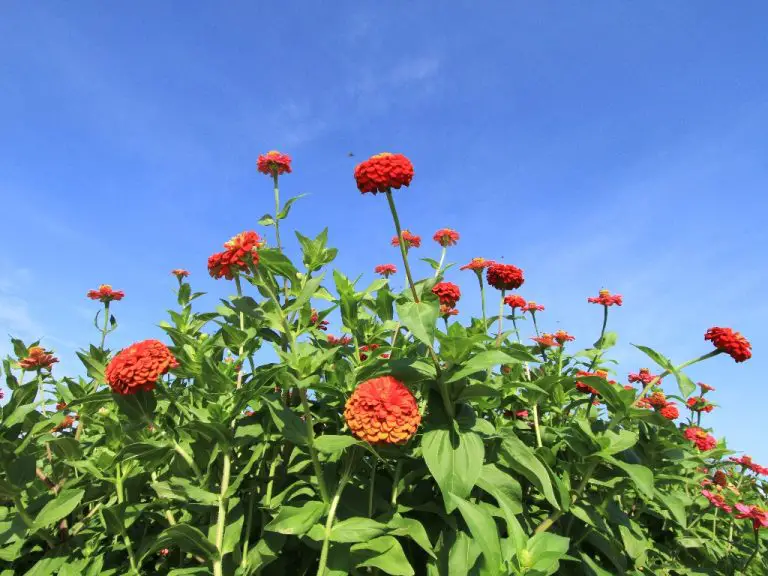 How Tall Does Zinnia Grow? Knowing the Sizes of Zinnias