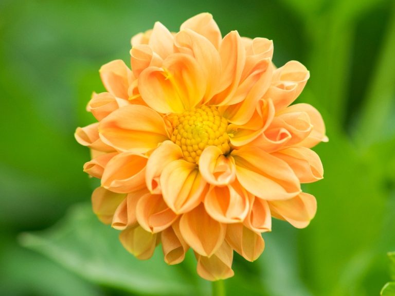 Does Zinnia Self-Seed? Permitting Zinnias to Self-Sow