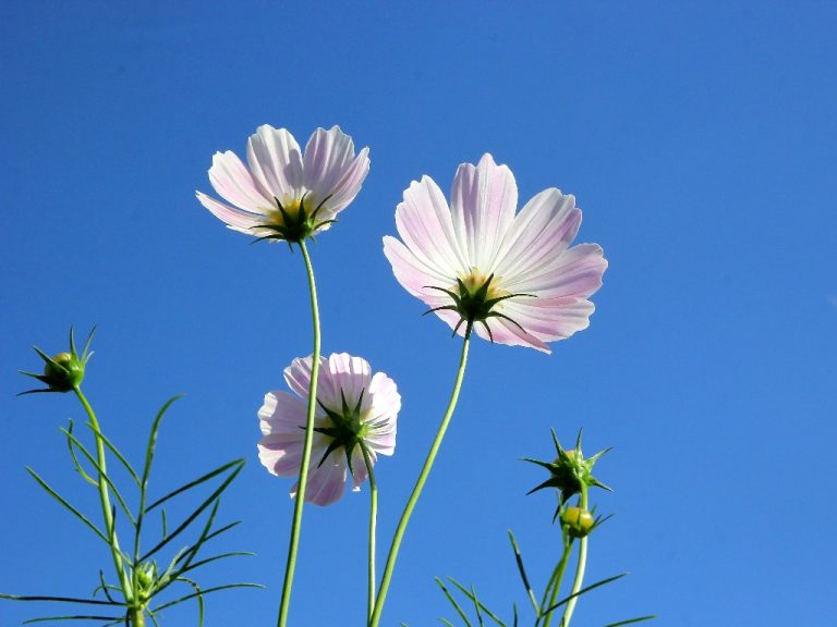 Will Zinnias Bloom All Summer? Ways to Help Your Zinnias Keep Blooming All Summer