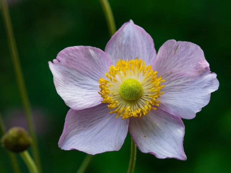 Anemone: Is It Annual or Perennial? Anemone Grow Year After Year