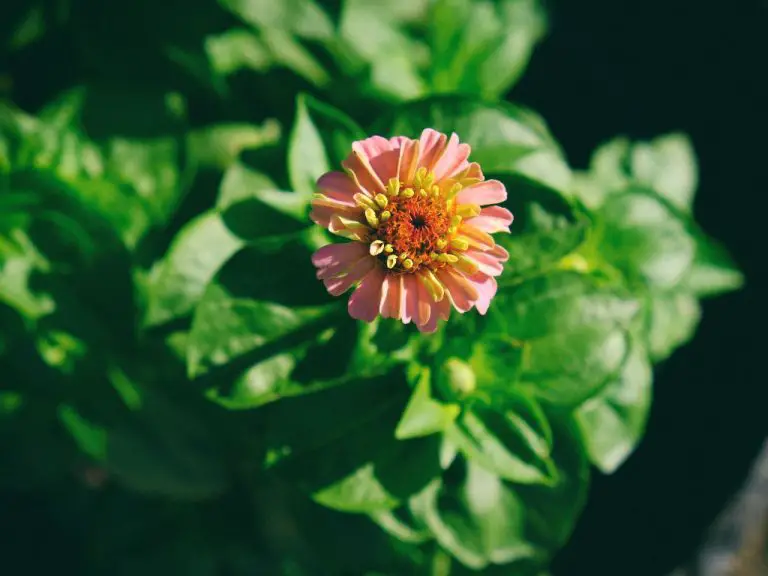 How Long Do Zinnia Blooms Last? Know the Zinnia Blooming Period