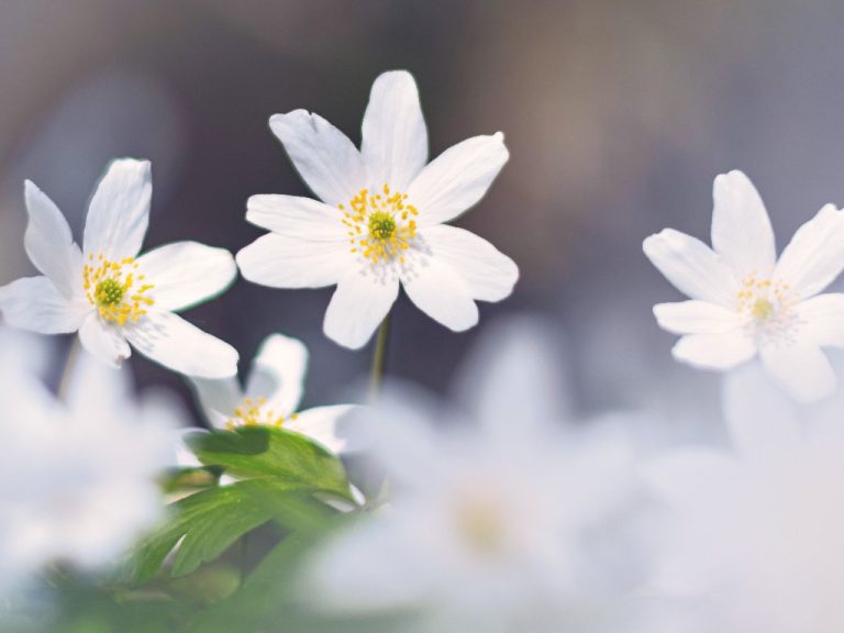 Growing Anemones in Pots | The Beginners Guide to Having Them at Home