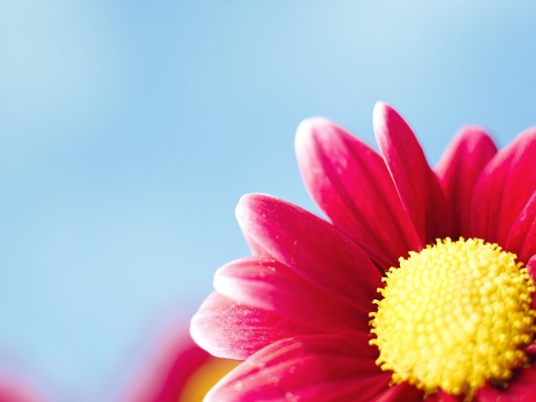 Overwintering Mums in Pots | Overwinter Fall Mums Indoors